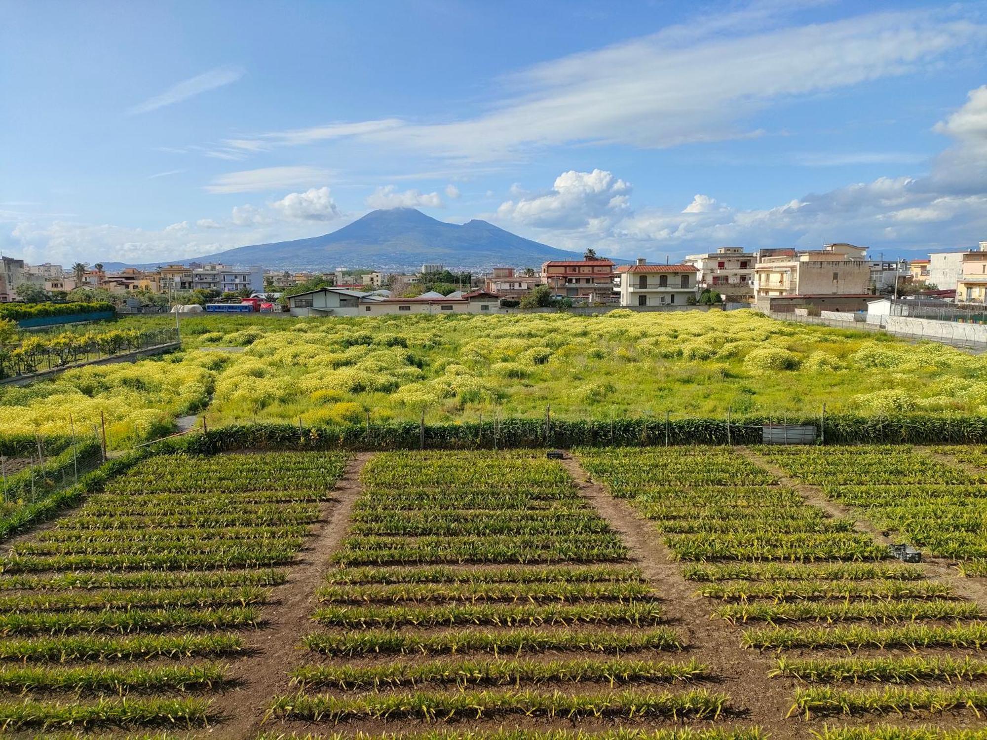 Lilla Housing Apartamento Castellammare di Stabia Exterior foto
